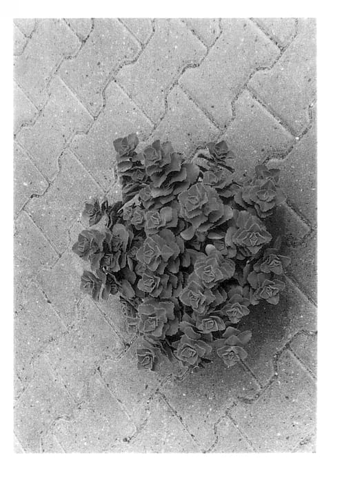 Figure 1 of US plant patent PP13843, the photograph of Sumcol 01 printed in the patent.