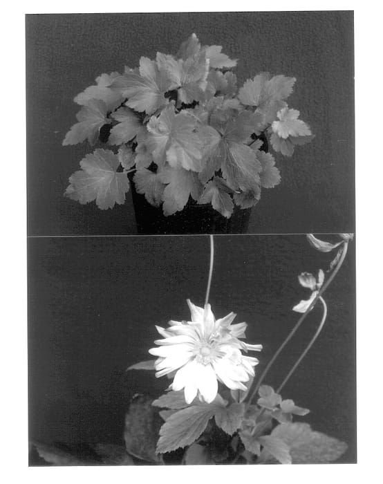 Figure 1 of US plant patent PP13844, the photograph of Party Dress printed in the patent.
