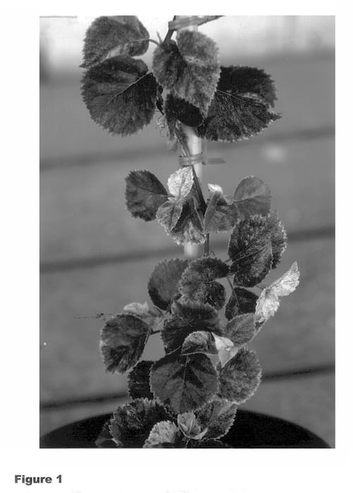Figure 1 of US plant patent PP13845, the photograph of Kasai printed in the patent.