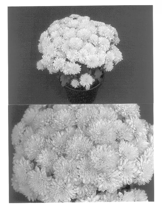 Figure 1 of US plant patent PP13846, the photograph of Sunny Yomarilyn printed in the patent.