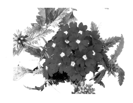 Figure 1 of US plant patent PP13847, the photograph of Wesverdark printed in the patent.