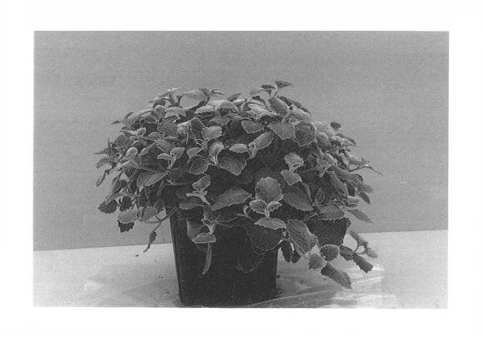 Figure 1 of US plant patent PP13848, the photograph of Nicolleta printed in the patent.