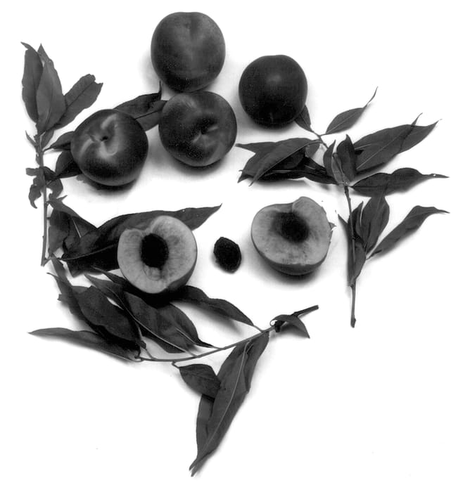 Figure 1 of US plant patent PP13849, the photograph of Larry's Red printed in the patent.