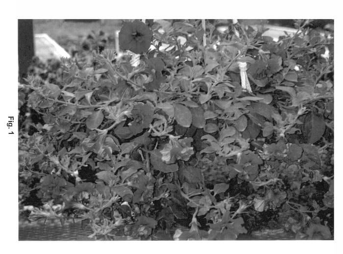 Figure 1 of US plant patent PP13850, the photograph of Keidopuel printed in the patent.