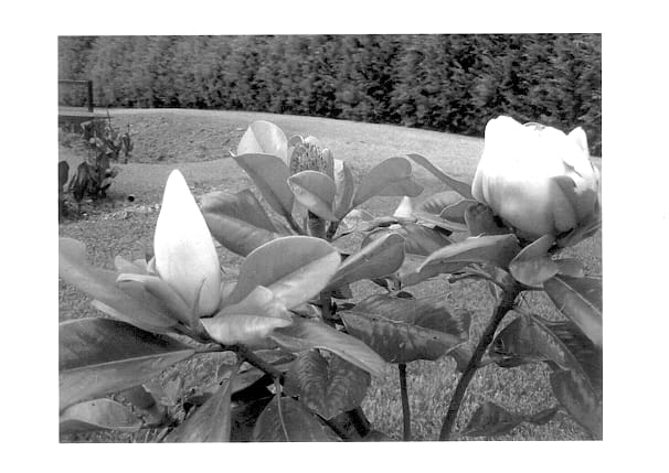 Figure 1 of US plant patent PP13851, the photograph of STRgra printed in the patent.
