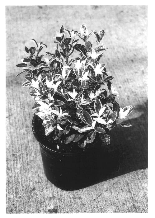 Figure 1 of US plant patent PP13852, the photograph of Heespierrolino printed in the patent.