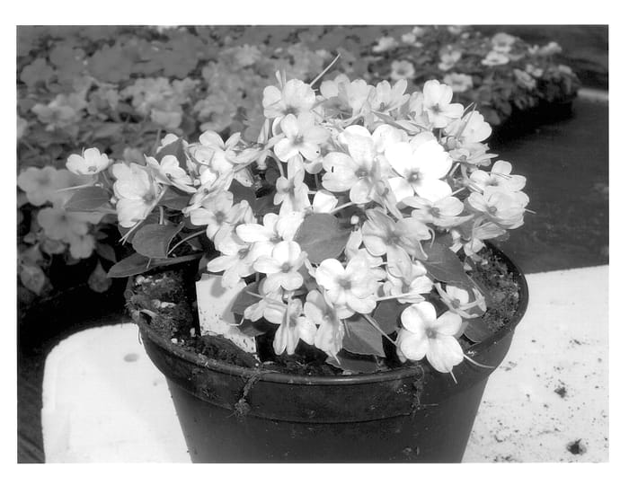 Figure 1 of US plant patent PP13853, the photograph of HGI-1043-2 printed in the patent.