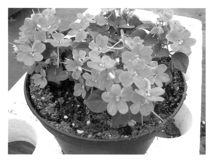 Figure 1 of US plant patent PP13854, the photograph of HGI-1048-2 printed in the patent.