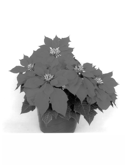 Figure 1 of US plant patent PP13856, the photograph of Eckalba printed in the patent.