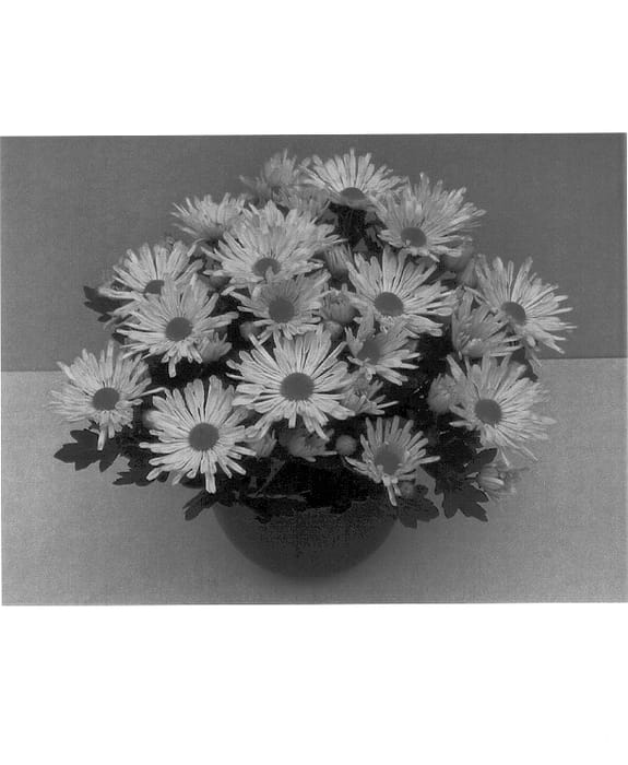 Figure 1 of US plant patent PP13857, the photograph of Midas Time Gold printed in the patent.