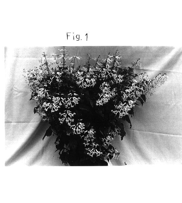 Figure 1 of US plant patent PP13858, the photograph of Plepalila printed in the patent.