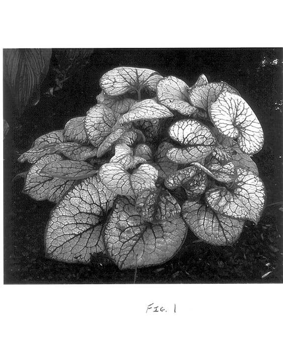 Figure 1 of US plant patent PP13859, the photograph of Jack Frost printed in the patent.