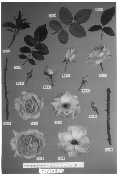Figure 1 of US plant patent PP13860, the photograph of Meibacus printed in the patent.