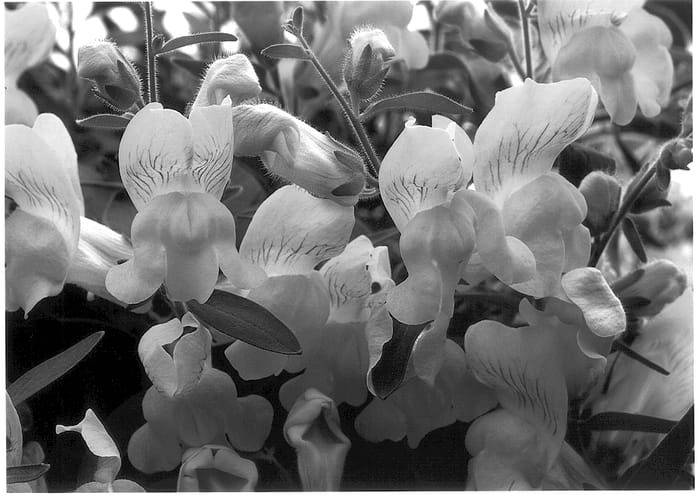 Figure 1 of US plant patent PP13861, the photograph of Drayel printed in the patent.