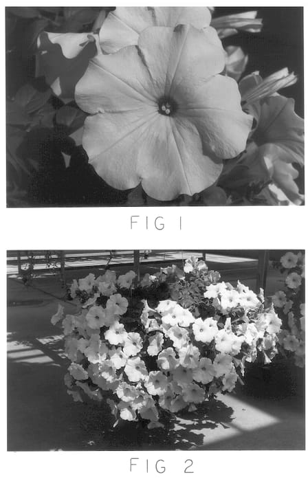 Figure 1 of US plant patent PP13862, the photograph of Kakegawa S30 printed in the patent.