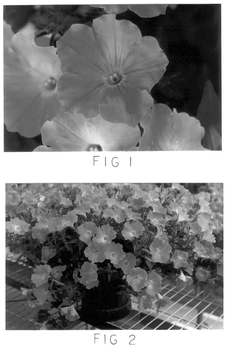 Figure 1 of US plant patent PP13863, the photograph of Kakegawa S29 printed in the patent.