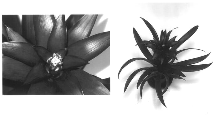 Figure 1 of US plant patent PP13864, the photograph of Deplagnum printed in the patent.