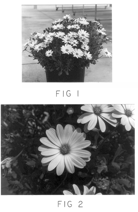 Figure 1 of US plant patent PP13865, the photograph of Kakegawa AU7 printed in the patent.