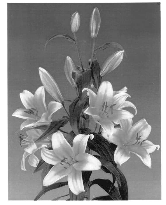 Figure 1 of US plant patent PP13866, the photograph of Orania printed in the patent.