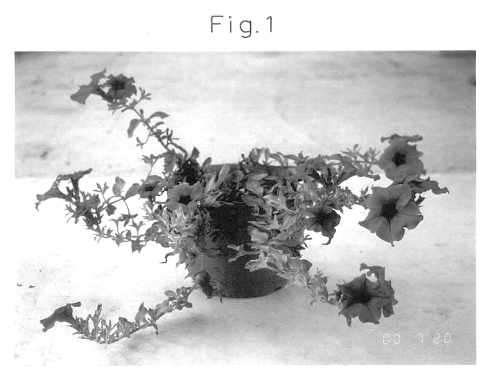 Figure 1 of US plant patent PP13867, the photograph of Sunlapur printed in the patent.