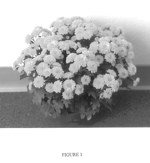 Figure 1 of US plant patent PP13868, the photograph of GEDI ONE OST printed in the patent.