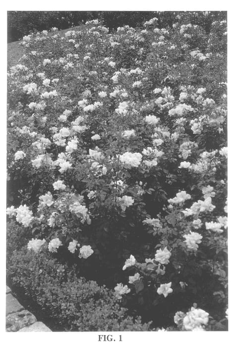 Figure 1 of US plant patent PP13869, the photograph of Noalesa printed in the patent.