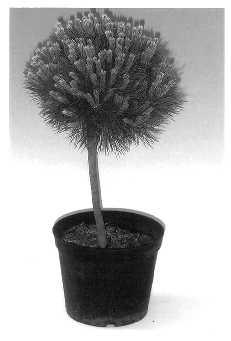 Figure 1 of US plant patent PP13870, the photograph of Marie Bregeon printed in the patent.