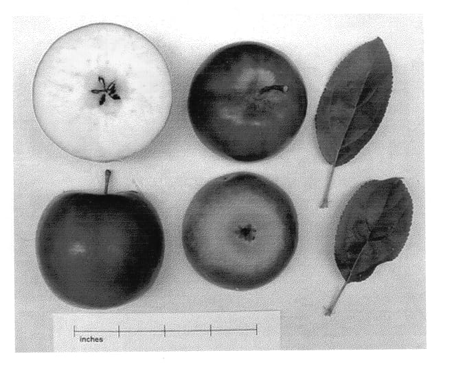 Figure 1 of US plant patent PP13871, the photograph of Co-op 33 printed in the patent.