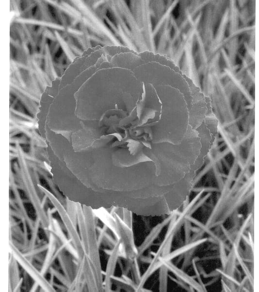 Figure 1 of US plant patent PP13872, the photograph of Valda Kitty printed in the patent.