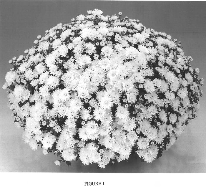 Figure 1 of US plant patent PP13873, the photograph of Gedi One Ibe printed in the patent.