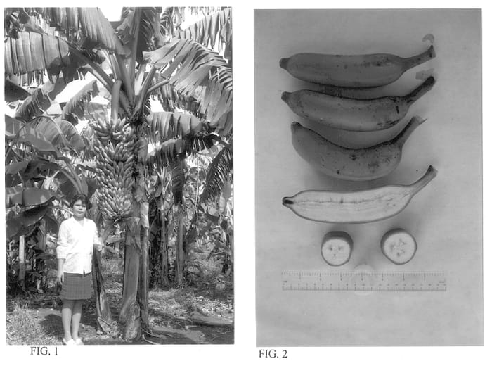 Figure 1 of US plant patent PP13874, the photograph of FHIA-25 printed in the patent.