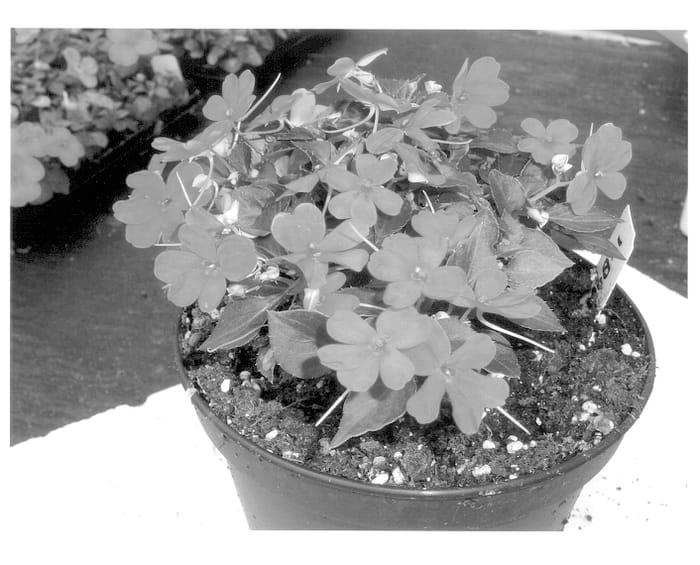 Figure 1 of US plant patent PP13875, the photograph of HGI-1068-1 printed in the patent.