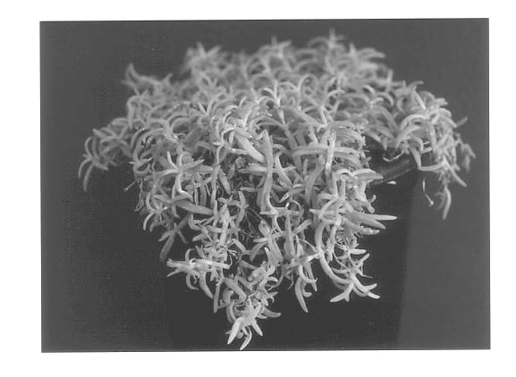 Figure 1 of US plant patent PP13876, the photograph of Kelaidis printed in the patent.