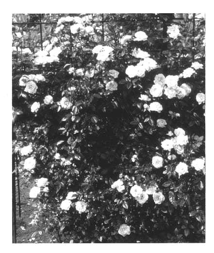 Figure 1 of US plant patent PP13877, the photograph of Chewpearl printed in the patent.
