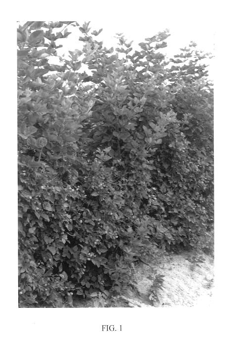 Figure 1 of US plant patent PP13878, the photograph of Chesapeake printed in the patent.