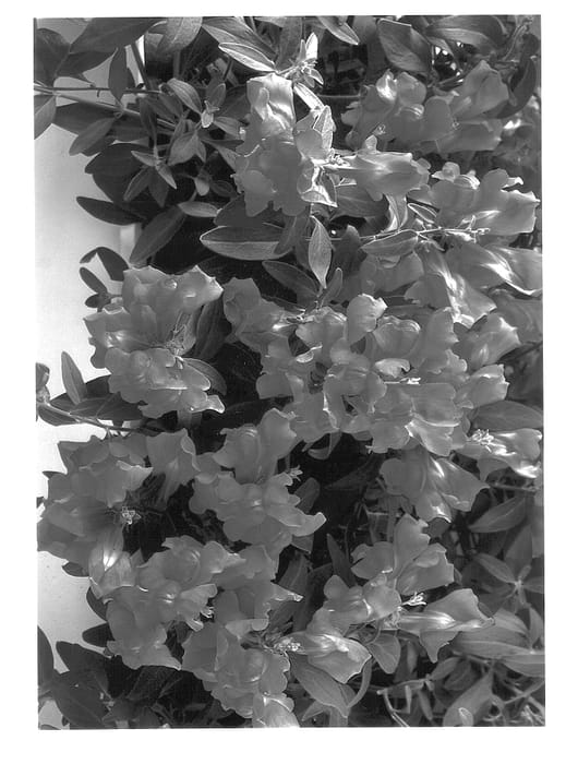 Figure 1 of US plant patent PP13879, the photograph of Drarose printed in the patent.