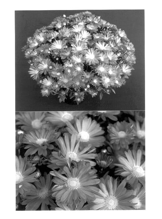 Figure 1 of US plant patent PP13880, the photograph of Yomindy printed in the patent.
