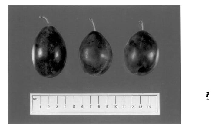 Figure 1 of US plant patent PP13881, the photograph of Jayfree Plum printed in the patent.