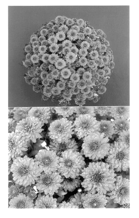 Figure 1 of US plant patent PP13882, the photograph of Yoglenda printed in the patent.