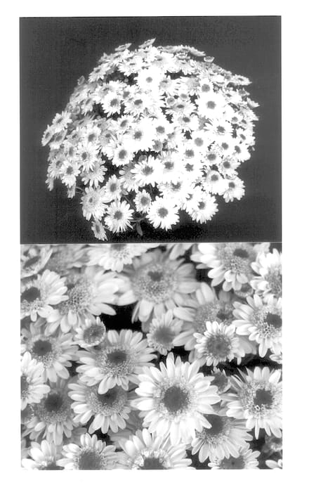 Figure 1 of US plant patent PP13883, the photograph of Yomary-Jayne printed in the patent.