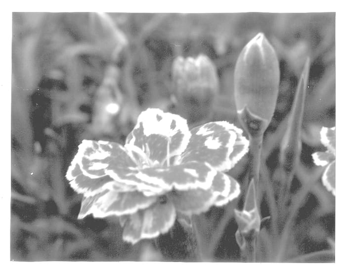 Figure 1 of US plant patent PP13884, the photograph of Double Spotty printed in the patent.