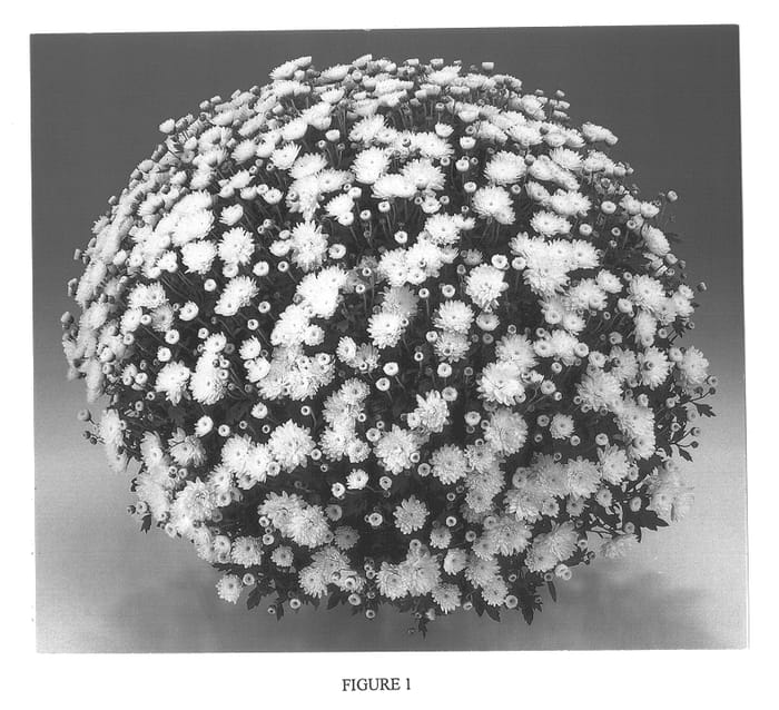 Figure 1 of US plant patent PP13885, the photograph of Gedi One Ter printed in the patent.