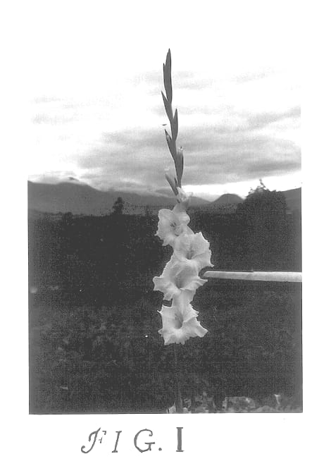 Figure 1 of US plant patent PP13886, the photograph of Siberia printed in the patent.