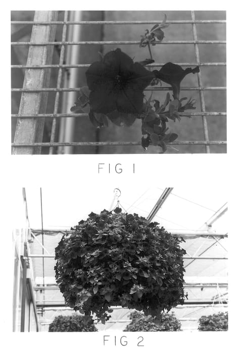 Figure 1 of US plant patent PP13887, the photograph of Kakegawa S28 printed in the patent.