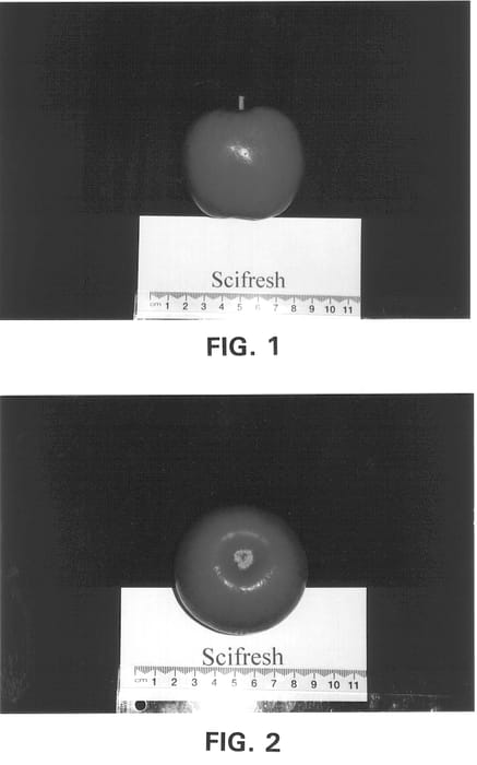 Figure 1 of US plant patent PP13888, the photograph of Scifresh printed in the patent.