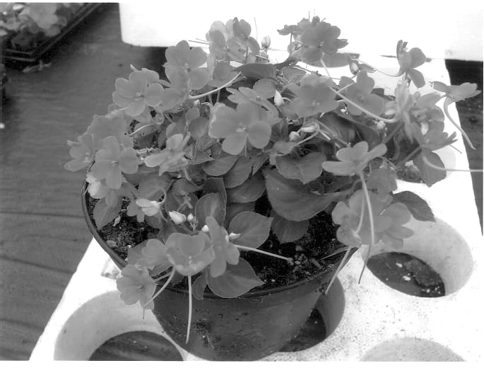 Figure 1 of US plant patent PP13889, the photograph of HGI-1043-3 printed in the patent.