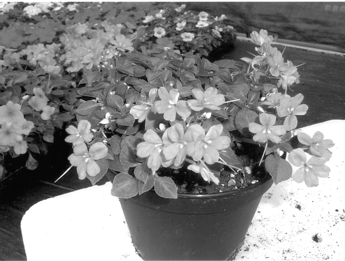 Figure 1 of US plant patent PP13890, the photograph of HGI-1038-1 printed in the patent.