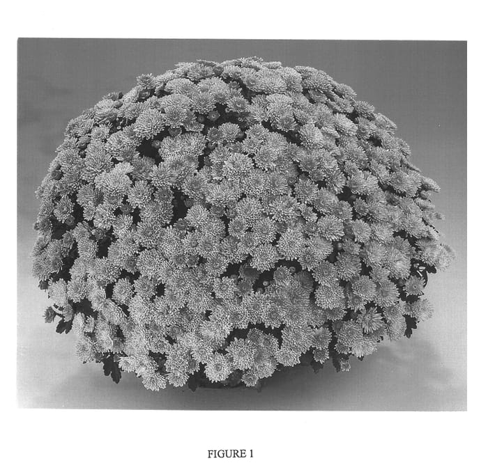 Figure 1 of US plant patent PP13891, the photograph of Gedi One Jam printed in the patent.