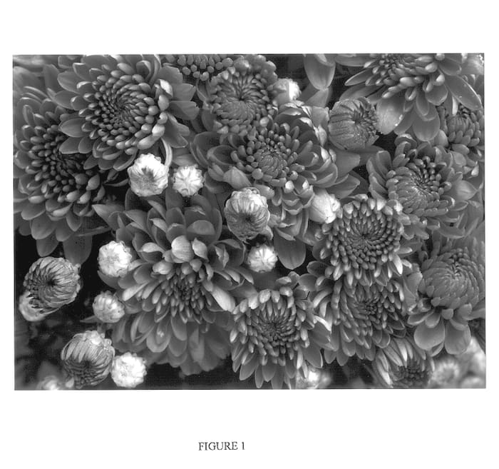 Figure 1 of US plant patent PP13892, the photograph of Gedi One Pra printed in the patent.