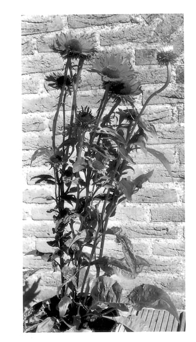 Figure 1 of US plant patent PP13893, the photograph of Vintage Wine printed in the patent.